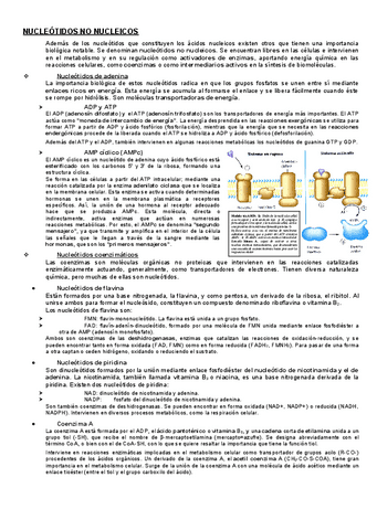 Nucleotidos-y-no-nucleicos.pdf