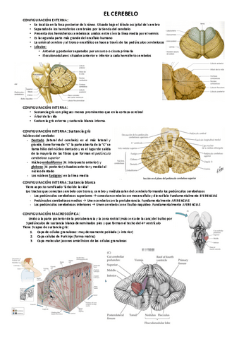 EL-CEREBELO.pdf