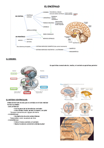 EL-ENCEFALO.pdf