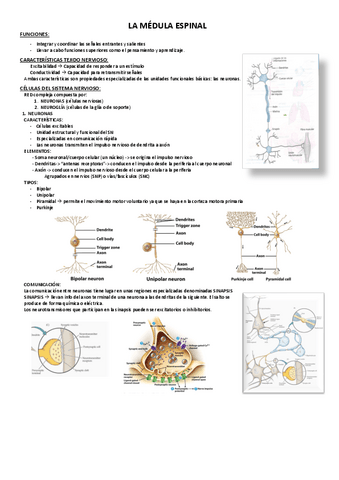 LA-MEDULA-ESPINAL.pdf