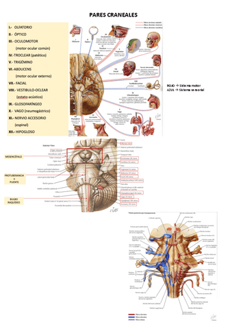 PARES-CRANEALES.pdf