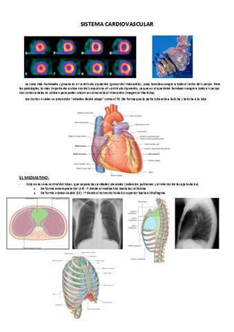 SISTEMA-CARDIOVASCULAR.pdf