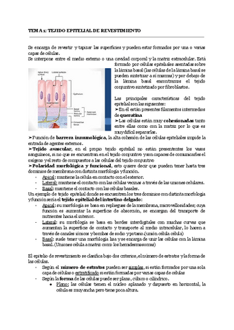 HISTOLOGIA-4.pdf