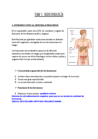 TEMA-5-ENDOCRINOLOGIA.pdf