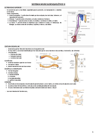 SISTEMA-MUSCULOESQUELETICO-II.pdf