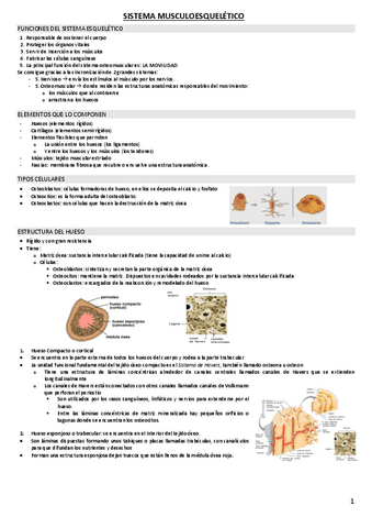 SISTEMA-MUSCULOESQUELETICO.pdf
