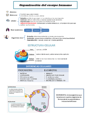 organizacion-del-cuerpo-humano.pdf