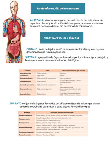 nivel-anatomico.pdf