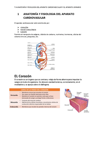 Ap.-cardiovascular-y-urinario.pdf