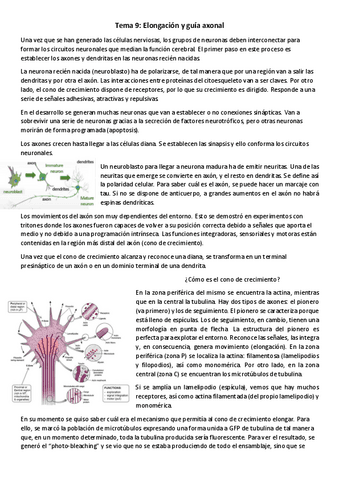 T9-NBM-Elongacion-y-guia-axonal.pdf