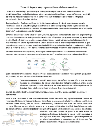 T12-NBM-Reparacion-y-regeneracion-en-el-sistema-nervioso.pdf