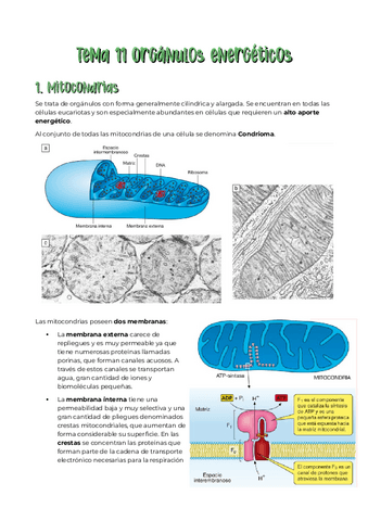 tema-11-biologia.pdf