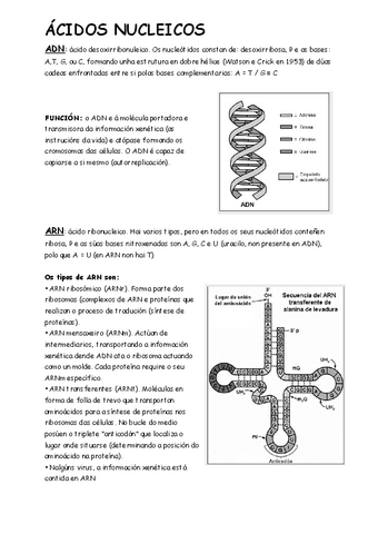 ACIDOS-NUCLEICOS.pdf