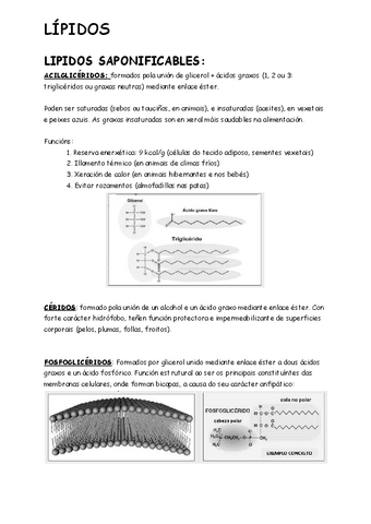 Lipidos.pdf