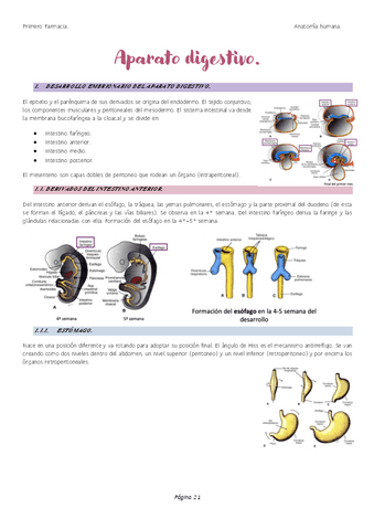 Aparato-digestivo.pdf