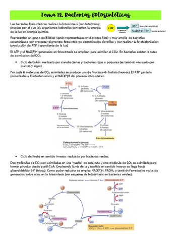 Tema-18.Bacterias-Fotosinteticas.pdf