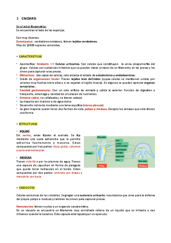 3.-CNIDARIS.pdf