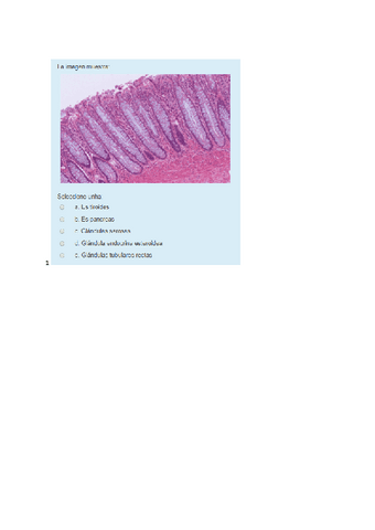 exame-histo-AV-60p.docx.pdf