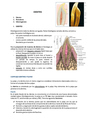 DIENTES.pdf