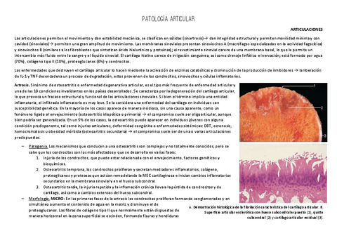 PATOLOGIA-ARTICULAR.pdf