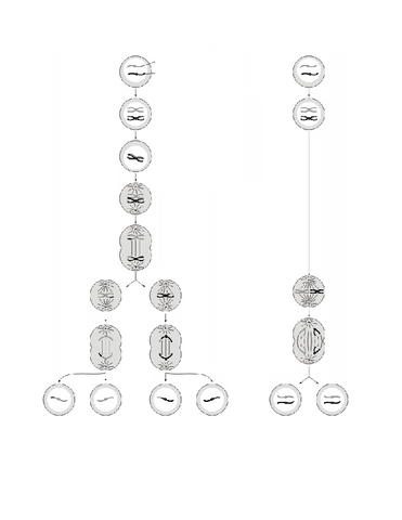 1P2017MODIFICARESQUEMAS-MUDOS.pdf