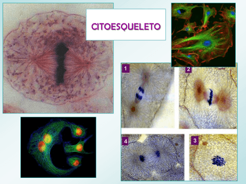 Citoesqueleto-2015-54.pdf