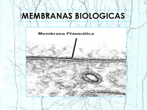 MEMBRANAS-BIOLOGICAS-2014.pdf