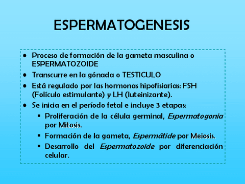 Espermatogenesis.pdf