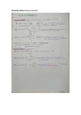 REACIONES-LIPIDOS-EBAU.pdf