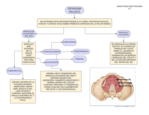 3.Diafragma-pelvico.pdf