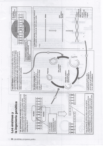 ENZIMAS-Y-CLONACION-DE-GENES.pdf