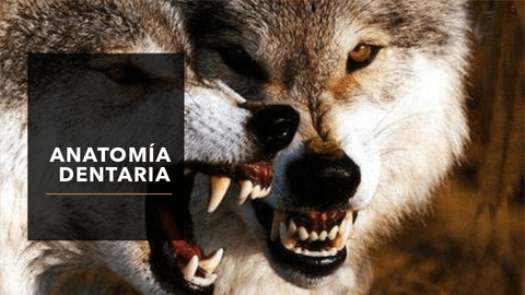 UNIDAD-2-ANATOMIA-DENTAL-ALUMNOS.pdf