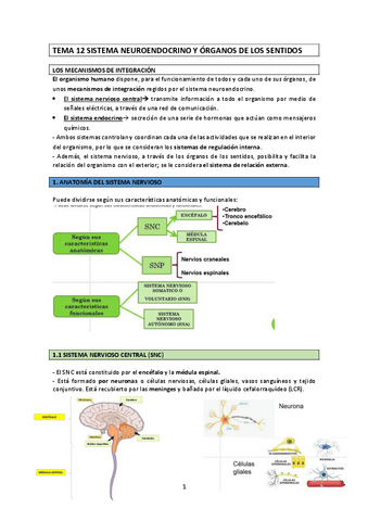 TEMA-12-SISTEMA-NEUROENDOCRINO-Y-ORGANOS-DE-LOS-SENTIDOS-IMPRIMIR.pdf