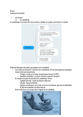 Tema-2-Anatomia-bucodental.pdf