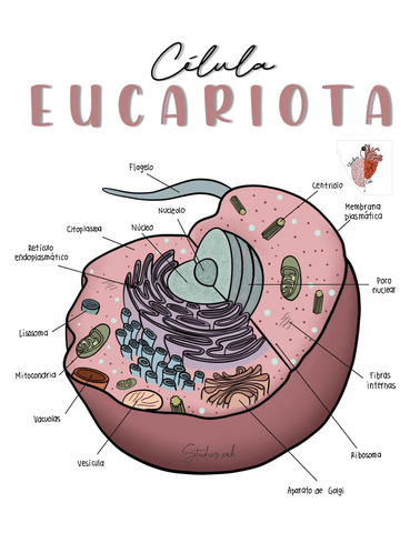 Celula-Eucariota.pdf