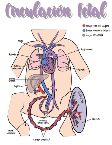 CirculacionFetal.pdf