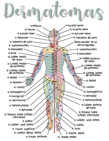 Dermatomas.pdf
