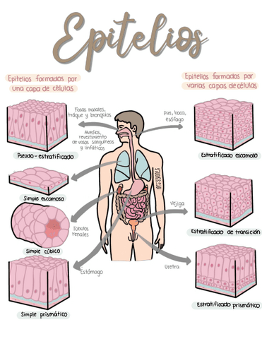 Epitelios.pdf