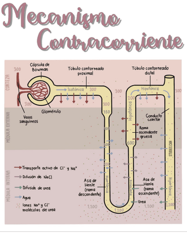 Mecanismo-Contracorriente.pdf