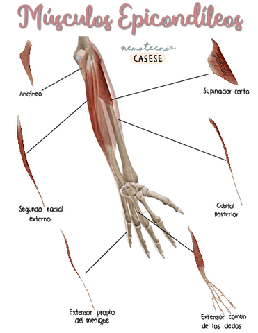 Musculos-Epicondileos.pdf