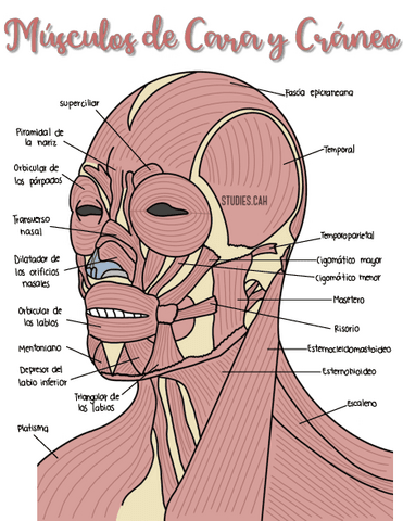 Musculoscaraycraneo.pdf