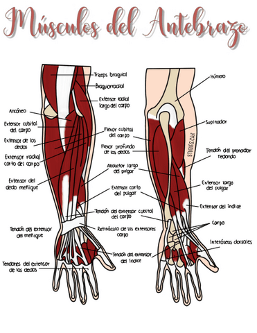 MusculosdeAntebrazo.pdf