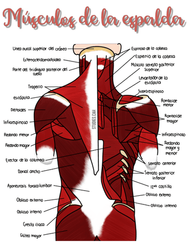 Musculosdelaespalda.pdf