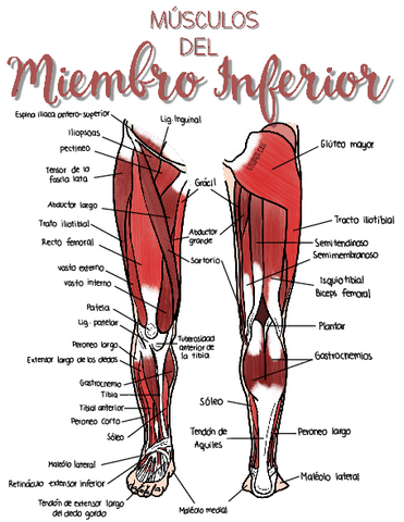 MusculosdelMiembroInferior.pdf