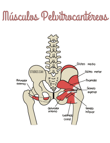 MusculosPelvitrocantereos.pdf