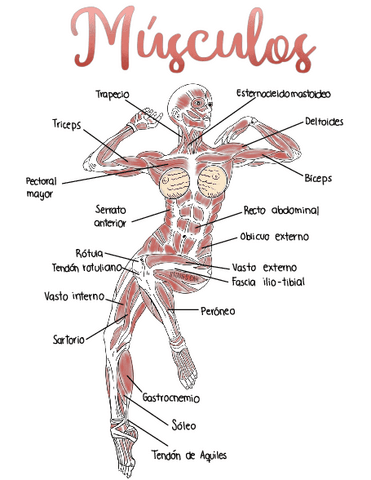 Musculos.pdf