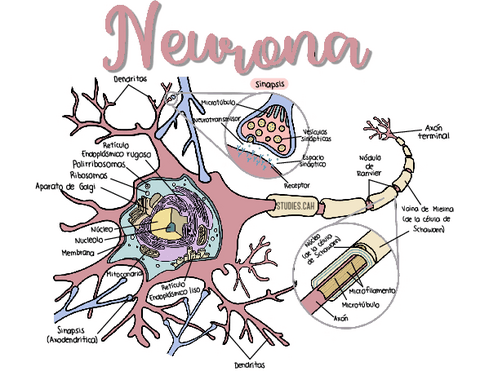 Neurona.pdf