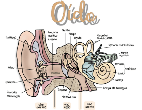 OIDO.pdf