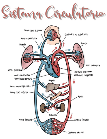 Sistema-Circulatorio.pdf