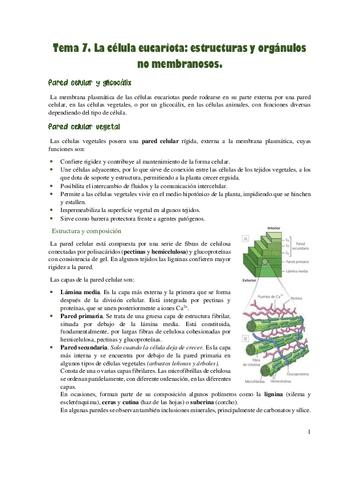 La-celula-eucariota-estructuras-y-organulos-no-membranosos..pdf